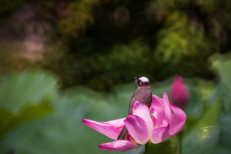 中長焦不僅擅於拍攝花卉特寫，對於鳥類捕捉也會方便很多 圖攝/愛心夢提供