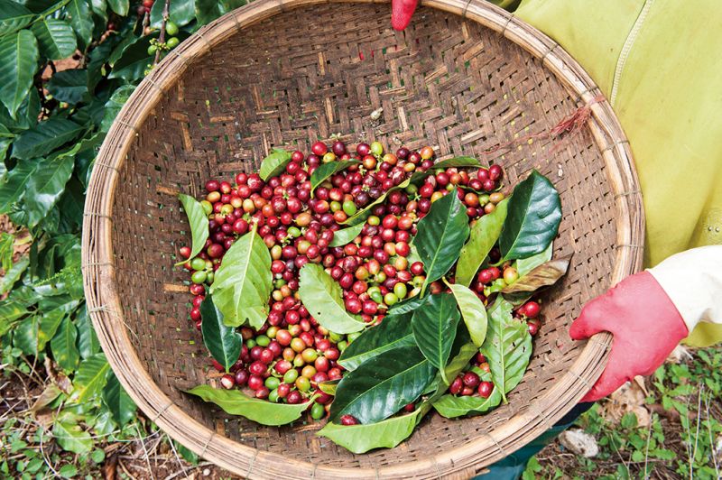 肯亞咖啡本身帶有濃濃的果香味、味道強烈且豐富。（Photo｜123RF）