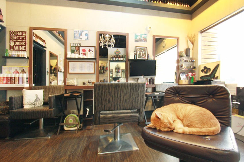 Doodel Hair Lounge 的店貓有兩隻，阿笨 與莎莎經常懶洋洋地在椅子上打盹，都 是俗稱的米克斯貓，溫馴親人，很會緊貼著人撒嬌。(陳德偉攝)