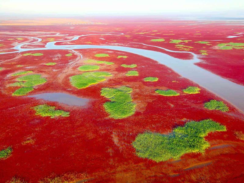 紅色蘆葦搖曳在黃河口岸，宛若紅色海灘，讓人著迷。(圖片/山東省政府提供)