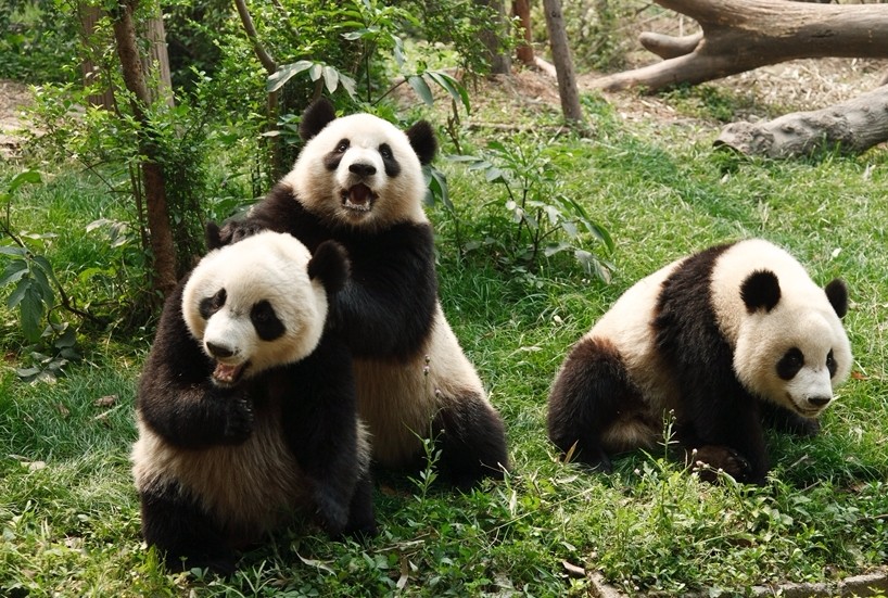 大熊貓繁育研究基地(圖片來源 欣傳媒)