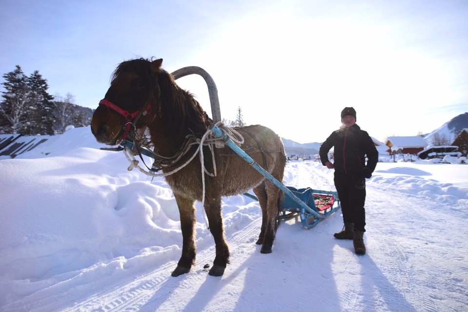 冬天可體驗馬拉雪橇。(圖片來源 欣傳媒)