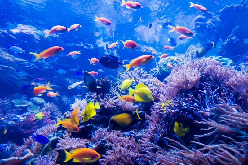 大堡礁的海底世界生態豐富，讓前來的旅人們驚豔不已。（Photo│123RF）