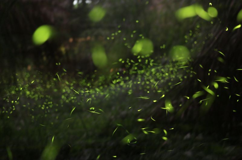 螢火蟲像是每個人內心深處的殷切期盼，不只點亮了夜晚的森林，更點亮每個旅人心中的希望之光／圖 2017大地螢光藝術季 活動官方提供