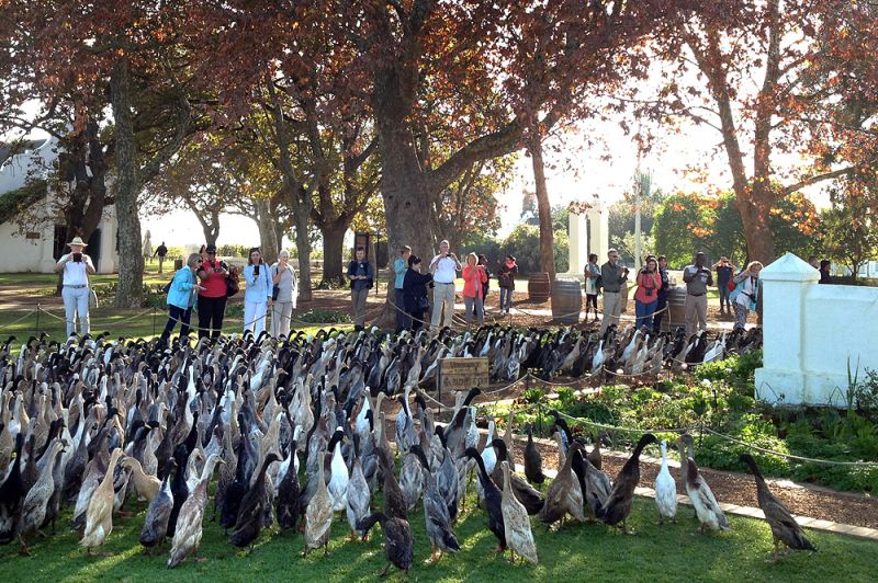 好望利酒莊飼養了約8百隻鴨子取代農藥噴灑。（圖片來源：vergenoegd.co.za）