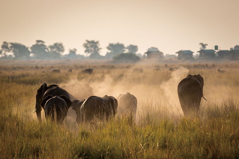園區內擁有近7 萬頭大象，為整個非洲最多的地區。（圖片來源：shutterstock）