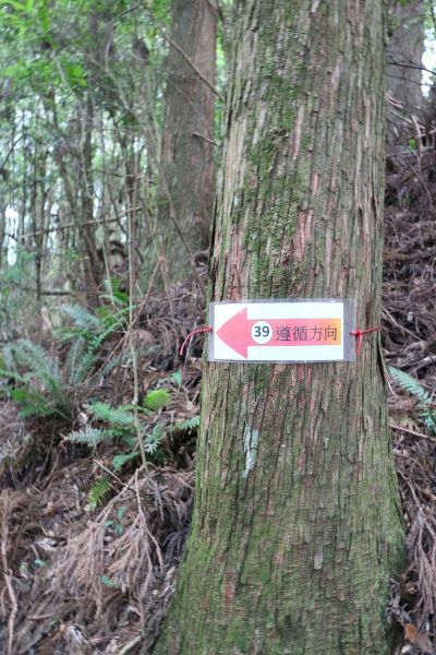 隨著號碼路徑走，遵守森林的規矩，安全第一。(趙相瑀攝影)