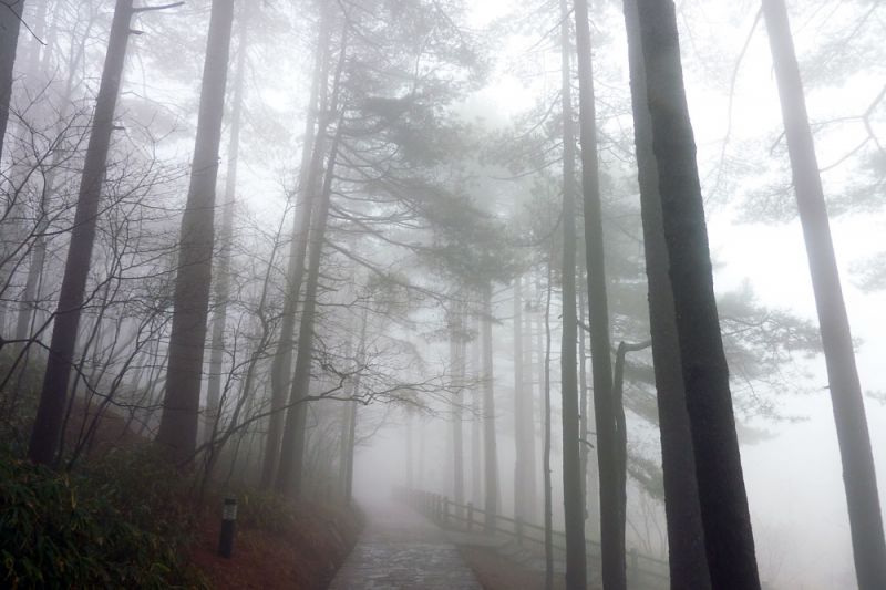 霧氣飄散至山林裡別具美感(圖片來源：KatyChang)