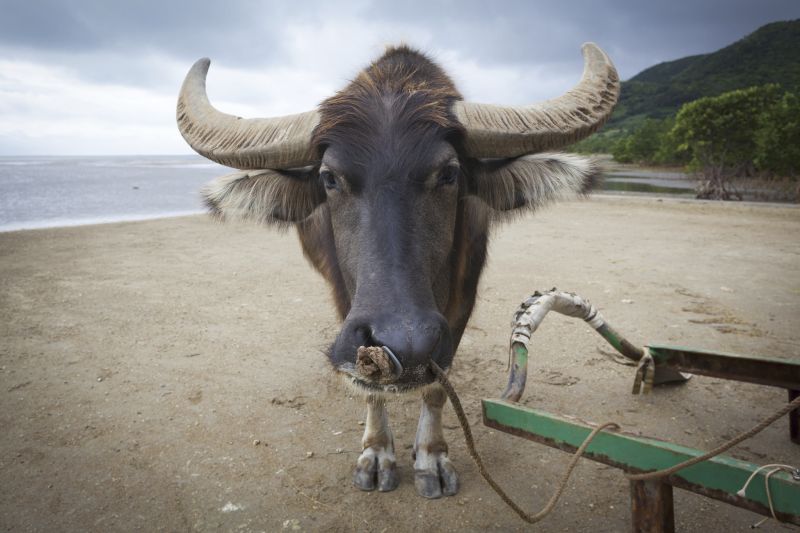 乘坐水牛車也是西表島旅遊的特色之一。（Photo│123RF）