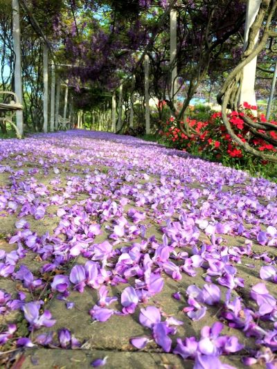 散落一地的紫藤花瓣，分外優美。（紫藤咖啡園提供）