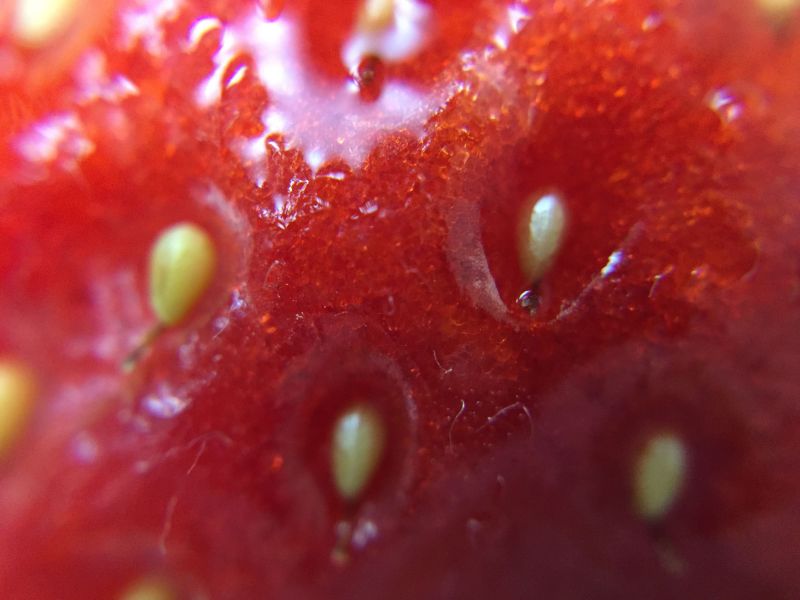 仔細一看，草莓的表皮好像藏滿了金蔥亮片一般。用乾燥的嘴唇感受著它的質地，細小的顆粒在表皮突起，如此渺小卻又如此細緻。(賴維屏提供)