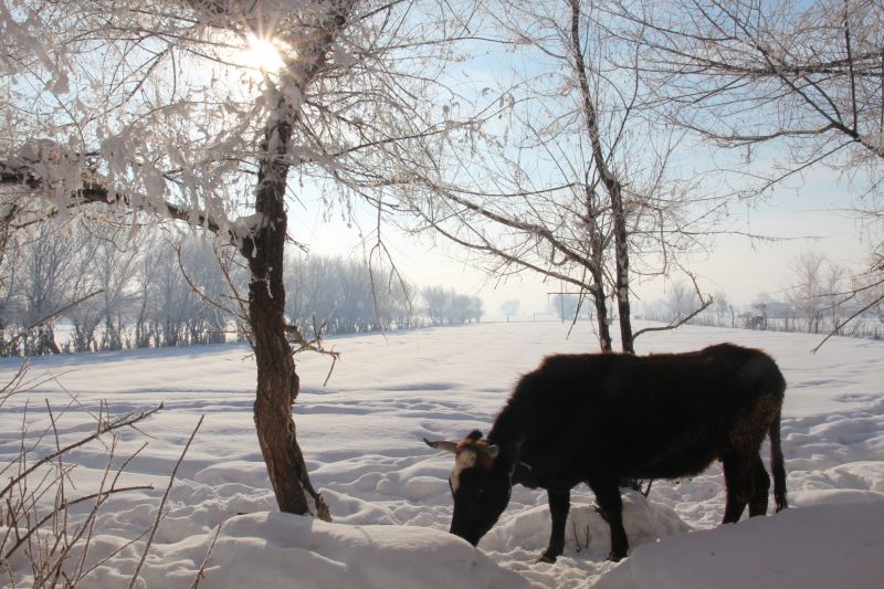 雪下牧牛