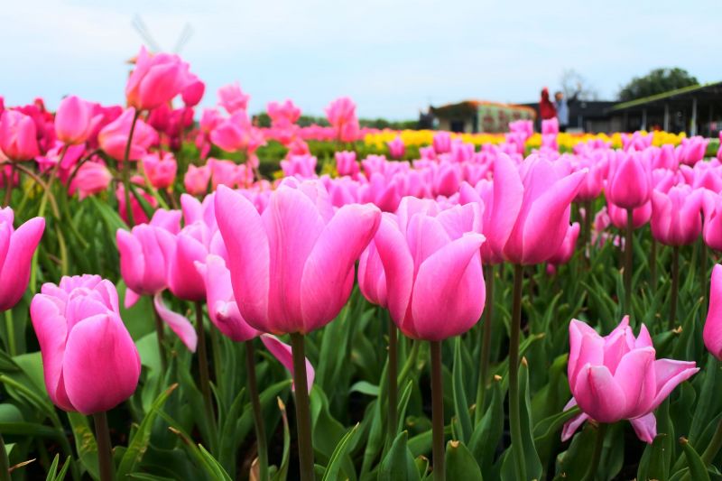 每逢鬱金香花季，中社觀光花市總是湧入滿滿賞花客。（澤澤稱奇?小澤提供）
