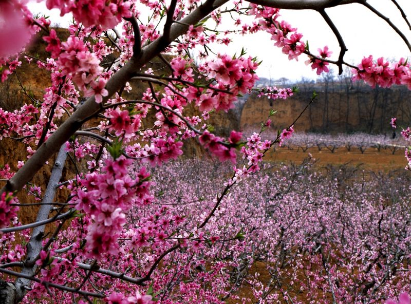 開遍山野的肥成桃花。圖片來源:花漾山東http://bit.ly/1TsitjL