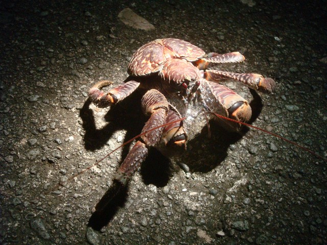 夜觀椰子蟹。（圖／flickr feny81授權）