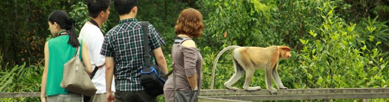 庇護中心近看長鼻猴（圖片來源：馬來西亞觀光局提供）