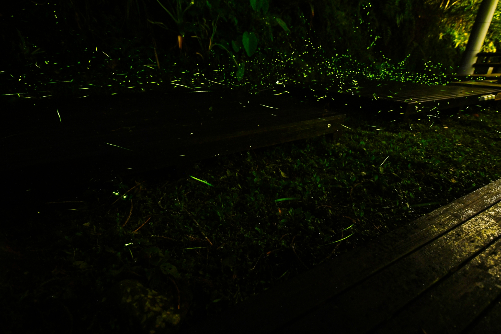 在蟬說溪頭生態露營區可觀賞到上萬隻螢火蟲穿梭在樹木間。圖片來源｜蟬說生活集團提供